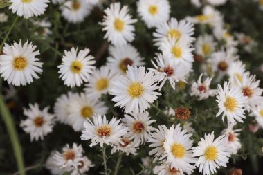 Sarı yapraklı beyaz kasımpatılar çiçekçilik, paketleme, kartpostallar, doğa blogları ve dekoratif tasarım için çok yönlü mevsimlik çiçeklerdir..