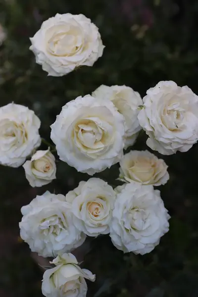 Çiçek açmış beyaz güllerin yakın çekimi saflığın ve düğün tasarımı için zarafetin, kozmetik markaların, ambalajların, kartpostalların ve romantik içeriğin sembolüdür.
