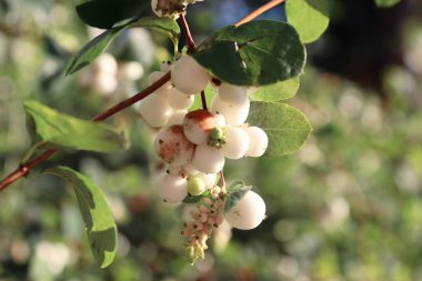 Bir dalda yuvarlak böğürtlen kümeleri olan beyaz kardudu sonbahar tasarımı için dekoratif ve botanik bir bitki, çevre dostu projeler, ambalaj, kartpostallar ve bahçe içeriği