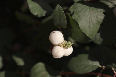 Bir dalda yuvarlak böğürtlen kümeleri olan beyaz kardudu sonbahar tasarımı için dekoratif ve botanik bir bitki, çevre dostu projeler, ambalaj, kartpostallar ve bahçe içeriği