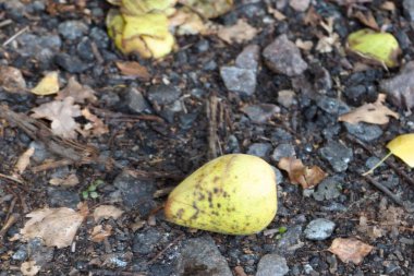 Yere düşen armut meyvesi hasat, doğal döngü, sonbahar estetiği ve editoryal içerik, paketleme, bahçe blogları veya eko-tasarım geçmişi için organik yaşam konsepti..