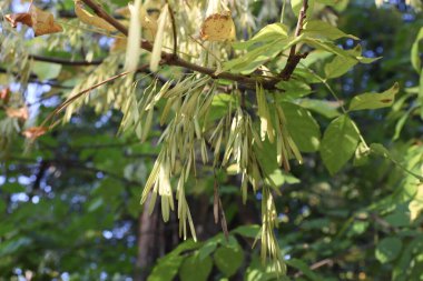 Eğitimsel materyaller için uzatılmış yeşil tohumlu Pennsylvania külleri botanik dokular, çevre dostu tasarım, ambalaj, kartpostallar, bahçe blogları ve mevsimsel içerik