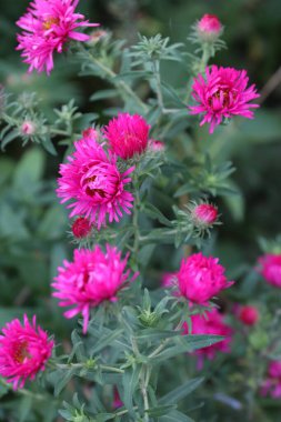Tomurcuklu parlak pembe kasımpatılar yeşil yaprakların bir zemin üzerinde mevsimsel çiçekler, dekoratif çiçekçilik, doğal güzellik ve paketleme, bloglar, çiçekçilik veya eğitim içeriği için botanik dokusu kavramı..