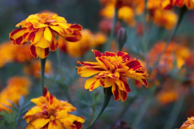 Sarı-turuncu yapraklı ve kırmızı aksanlı parlak kadife çiçekleri sonbahar çiçekleri, dekoratif flora, bahçe tasarımı ve paketleme, blog, çiçekçilik veya eğitim içeriği için doğal güzellik konsepti..