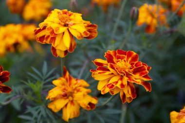 Sarı-turuncu yapraklı ve kırmızı aksanlı parlak kadife çiçekleri sonbahar çiçekleri, dekoratif flora, bahçe tasarımı ve paketleme, blog, çiçekçilik veya eğitim içeriği için doğal güzellik konsepti..