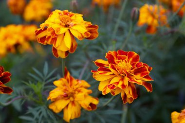 Sarı-turuncu yapraklı ve kırmızı aksanlı parlak kadife çiçekleri sonbahar çiçekleri, dekoratif flora, bahçe tasarımı ve paketleme, blog, çiçekçilik veya eğitim içeriği için doğal güzellik konsepti..