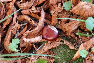 Sonbahar yaprakları arasında olgun bir kestane hasat, mevsimlerin değişimi, doğal doku ve ambalaj, blog, eko-tasarım veya editoryal içerik için sonbahar estetiği konsepti