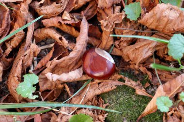 Sonbahar yaprakları arasında olgun bir kestane hasat, mevsimlerin değişimi, doğal doku ve ambalaj, blog, eko-tasarım veya editoryal içerik için sonbahar estetiği konsepti