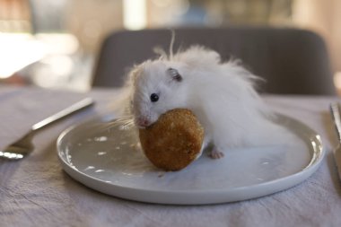 Beyaz hamster kahverengi kek yiyor ve yemek tabağında oturuyor. Çatal ve bıçakla yemek masasında. Yüksek kalite fotoğraf