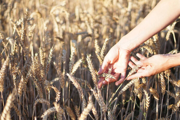 Руки женщины-фермера проверяют надлежащее состояние колосьев пшеницы на посевных полях