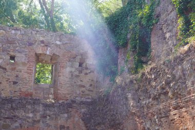 Terk edilmiş manastırın içi bitkiler tarafından istila ediliyor. Santa Maria de Moreruela İspanya 'da