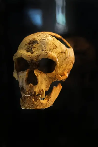 yeniden yapılandırılmış kafatası. Homo Floresiensis 'in kafatası. arkeoloji ve paleontoloji kavramı