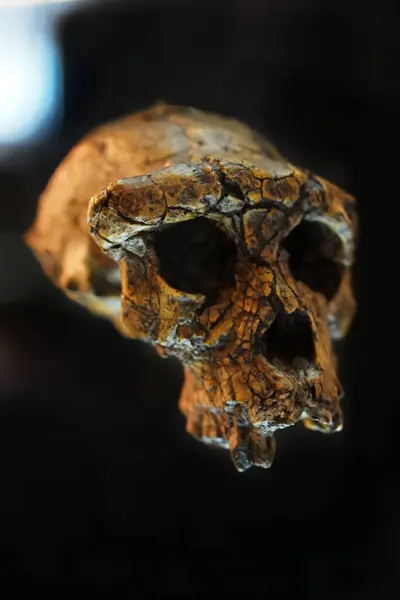 kafatası, yeniden yapılandırılmış tarih öncesi kafatası. sahelanthropus tchadensis. arkeoloji ve paleontoloji kavramı