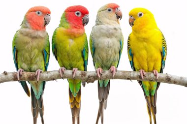 Beyaz arka plan, bir dalda dört muhabbet kuşu. ai oluşturuldu