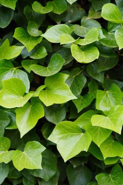 arkaplan dokusu sarmaşık yaprakları veya sarmaşıklar