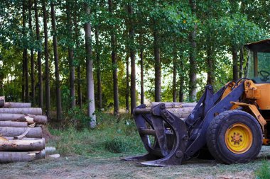 timber industry, material handling machine with grapple for moving cut logs during felling of trees clipart