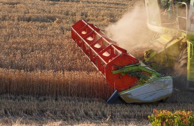 agriculture industry.close up of agricultural machinery harvesting a wheat or barley field. clipart