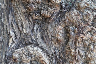 Kaba ağaç gövdesi deseni ve düğümleri olan soyut ahşap arkaplan