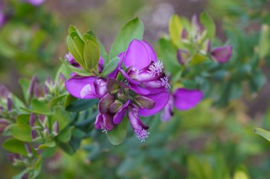 spring. close up of Polygala myrtifolia. purple flowering garden plant with out of focus background clipart