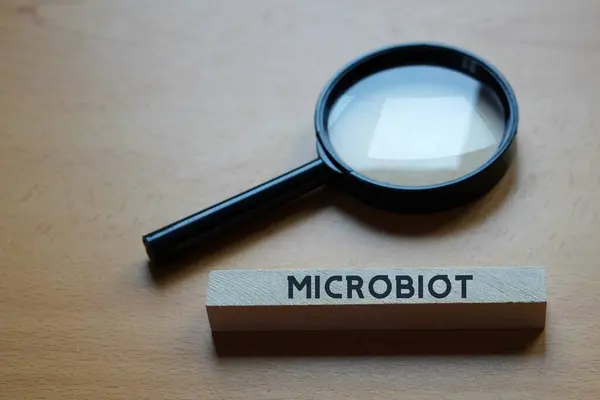 Mikrobiyot. Tıbbi kavram. Araştırmayı temsil eden bir büyüteç yanında yazılmış kelime..