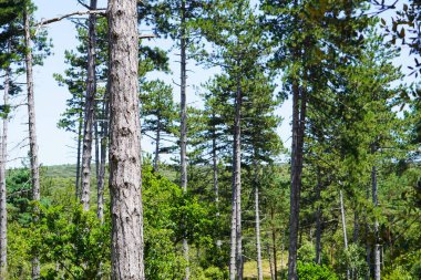 Macera. Yaz boyunca bir çam ormanının içindeki dağ manzarası.