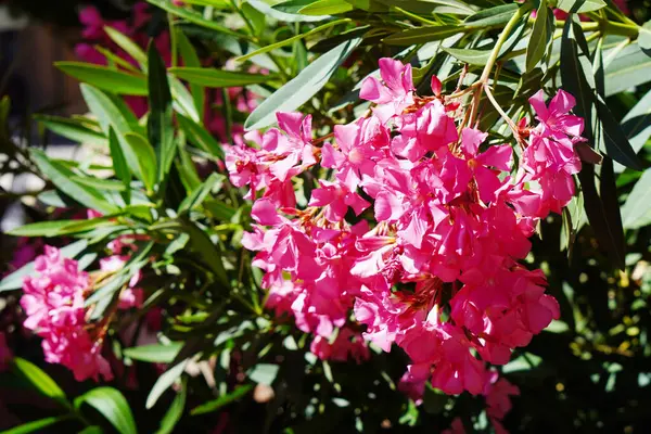 Yaz güneşinde pembe çiçeklerle süslenmiş zakkum bitkisi.
