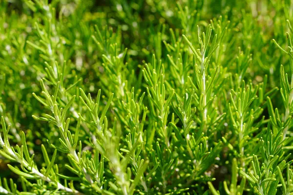 Tıbbi ve aromatik bitkiler, biberiye bitkileri....