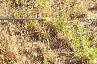 Bahçe bakımı, hortumla ot öldürücü sprey sıkmak.