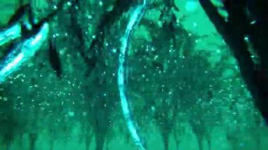 Ormandaki ağaçların ışıklarıyla soyut arkaplan