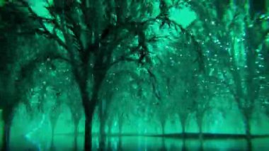 Ormandaki ağaçların ışıklarıyla soyut arkaplan