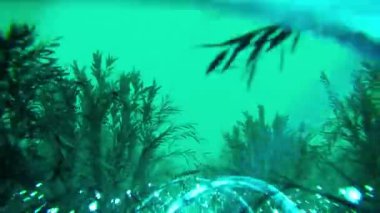 Ormandaki ağaçların ışıklarıyla soyut arkaplan