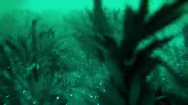 Abstrakcyjne Tło Drzewami Lesie Światłami — Wideo stockowe