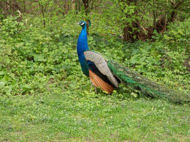 Joli paon kolye la priode des amours