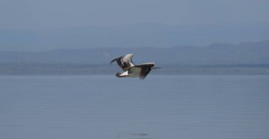 Suyun üstünde uçan beyaz pelikan.,