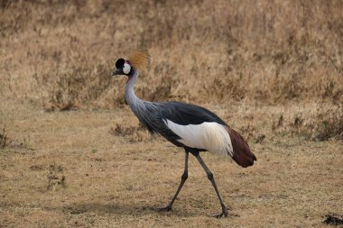grey crowned crane walking in the grass clipart