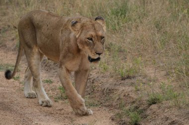 Çerçevede yorgun dişi aslan.