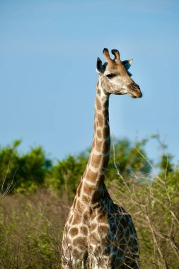Giraffe in the wild, trees in background clipart