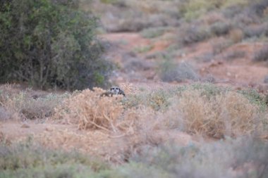 Meerkat sabahın erken saatlerinde kameraya bakıyordu, yuvasından yeni çıkmıştı.