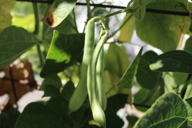 Doğal bir meyve ve sebze fotoğrafı.