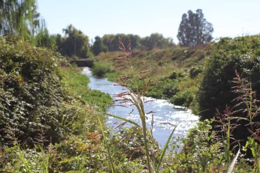 Bir çiçek resmi Arst olmuş bir meyve 