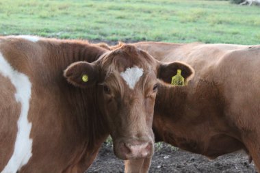 fotografa de paisaje y trabajo de campo con animales