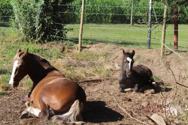 fotografa de paisaje y trabajo de campo con animales