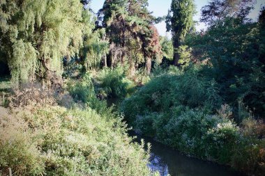 bitki y arboles de jardin