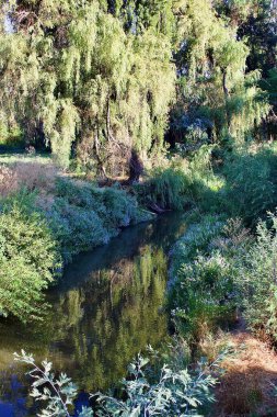 bitki y arboles de jardin