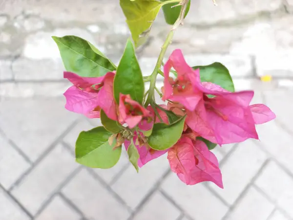 Bahçede yetişen güzel kırmızı begonviller. Doğanın arka plan fotoğrafı. Kapatın. Seçici odak.