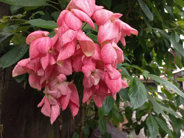 Güzel pembe Mussaenda çiçeği Endonezya 'nın merkezi Java' da bol bol yetişir..