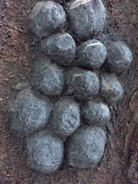 Bahçe duvarında siyah kabartmalı taş süsleme ayrıntıları. Arkaplan veya doku için fotoğraf konsepti.