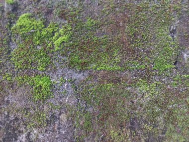 yosun dokusu, yakın plan, doğal arkaplan.