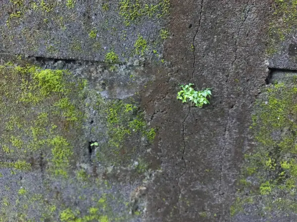 Duvarda yeşil yosun