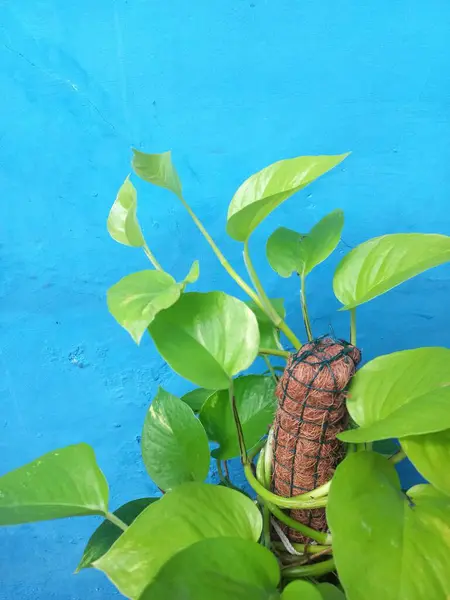 Mavi arka planda hindistan cevizi fiber direkli epipremnum Aureum bitkisi. Kapalı alanda kolay tırmanma tesisi. Ev dekorasyonu fikri. Kapatın. Uzayı kopyala Seçici odak.